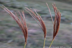 Pseudopogonatherum trispicatum